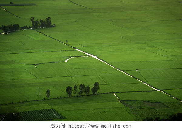 水稻领域空中照希望的田野